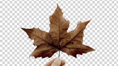 Hand catch a dry winter leaf png free download