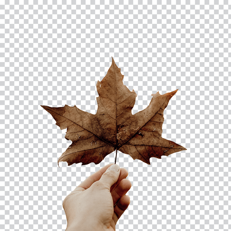 Hand catch a dry winter leaf png free download