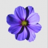 Magenta Flowers PNG Transparent Images Free Download,